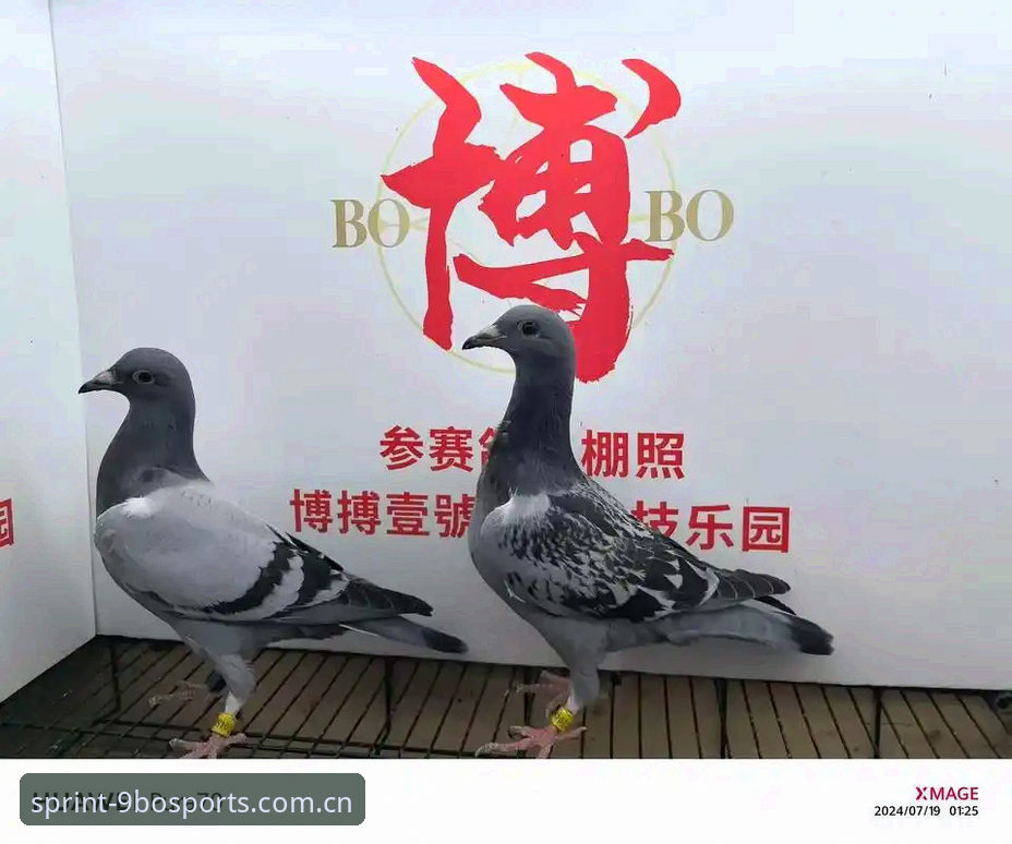 BO体育安全吗？九博体育平台深度分析：45.8 MB安装包与账户注册的真实体验